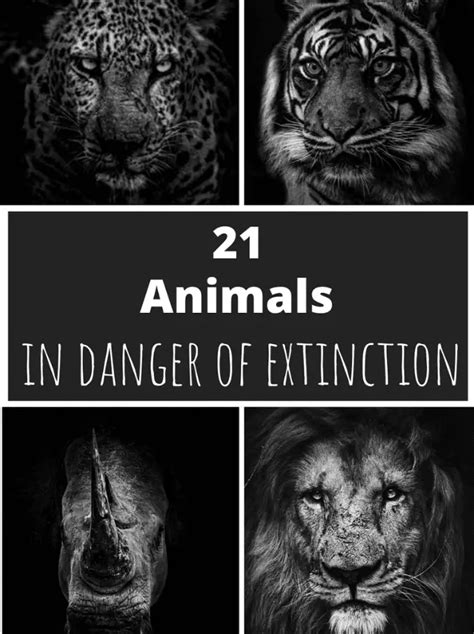 21 Animals In Danger Of Extinction Softback Travel