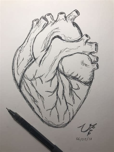 Human Heart Drawing 3d çizimler Easy Pencil Drawings Sanat Karalama