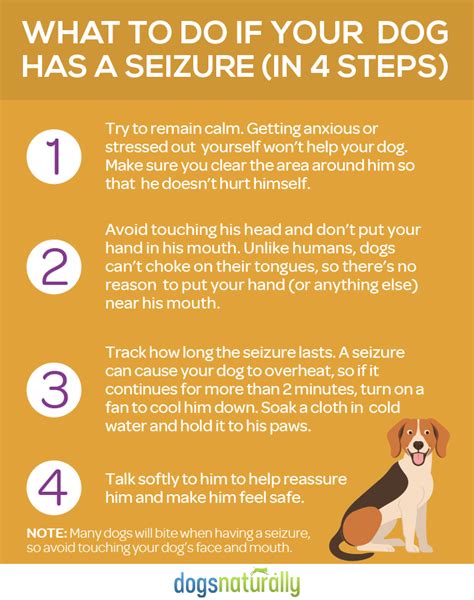 How To Help Your Dog Recover From A Seizure