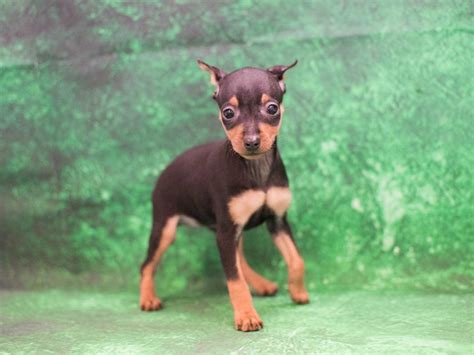 Miniature Pinscher Pet City Pet Shops