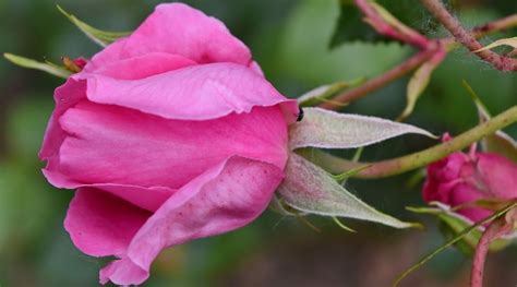 Free Picture Beautiful Flowers Flower Bud Pinkish Roses Petal