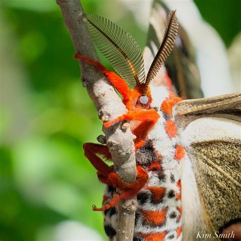 Cecropia Moth Caterpillar Stages Instars Kim Smith Films