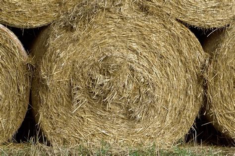 How Much Does A Bale Of Hay Cost 2021 Rankiing Wiki Facts Films