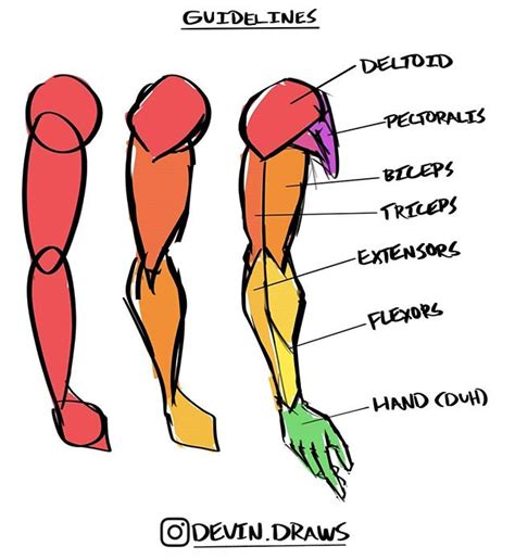 Muscular Arm Reference Anatomy Drawing Reference Arm Tips Poses