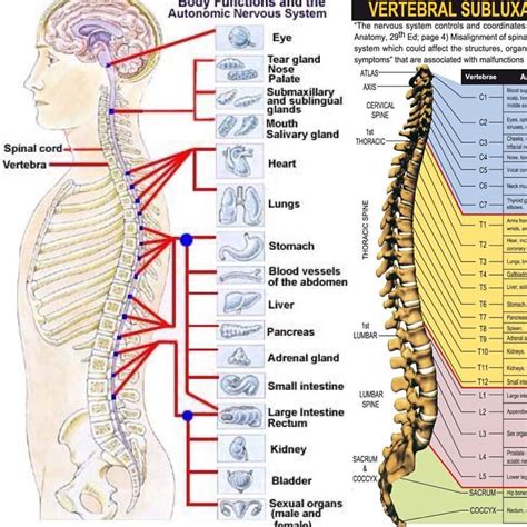 脊椎背骨と自律神経 の関係 生理学的には脊柱の脊椎には神経や血管などが通りカイロプラクティックなどの刺激は関節受容器や筋紡錘などの反射を