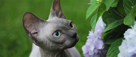 Purchasing a pet quality purebred kitten from a breeder usually costs. Hairless Cats: Sphynx Kittens for sale