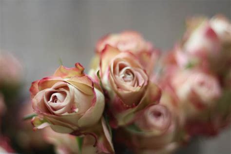 Dusky Pink Roses The Wedding Of My Dreamsthe Wedding Of My Dreams