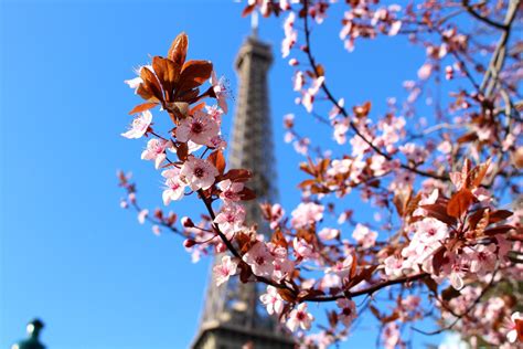 Cherry Blossom Paris Eiffel Tower The Glittering Unknown Paris