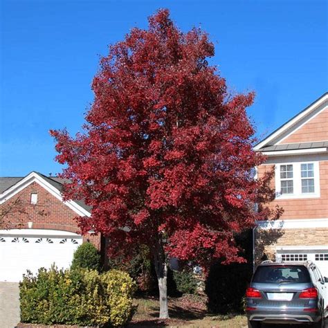 Red Maple Tree Sapling For Sale Juvxxi