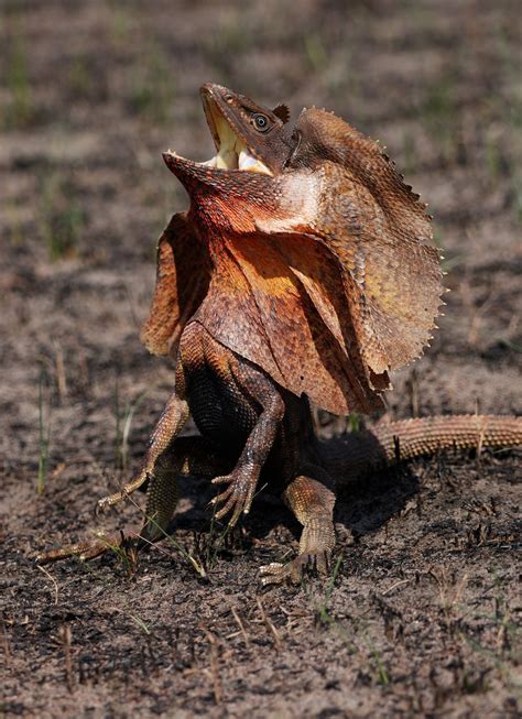 Frilled Lizards Frilled Lizard Pictures Frilled Lizard Facts Lizard Species Frilled