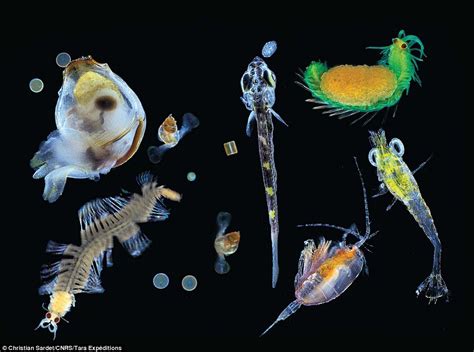 Animals That Eat Plankton What Animals Eat Phytoplankton Animals