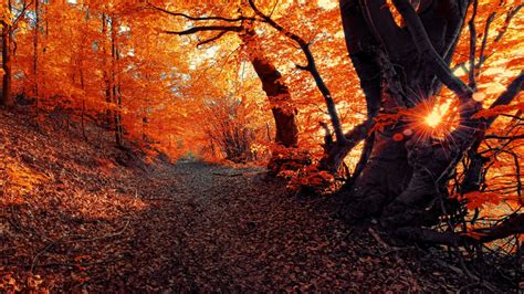 Wallpaper 1920x1080 Px Fall Forest Landscape Nature Seasons