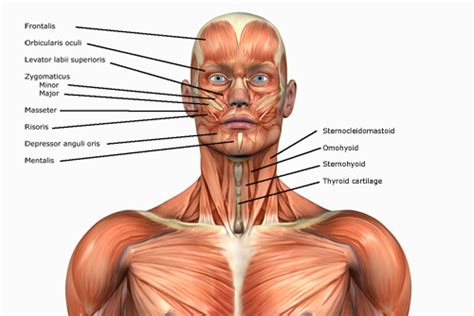 What do you prefer to. Human Anatomy Muscles: How Muscles Are Named & Why