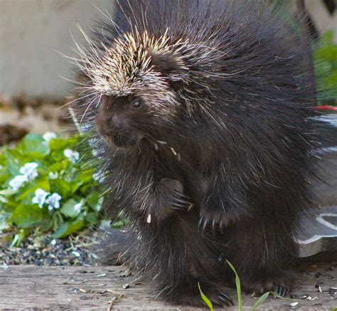 The North American Porcupine Smithsonian Photo Contest Smithsonian