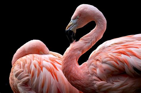 Hd Wallpaper Animals Flamingos Birds Black Background Wallpaper Flare