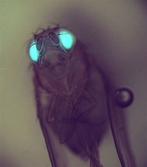 transgenic drosophila expressing gfp in its eyes wellcome collection