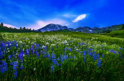 Flower Field In The Mountains