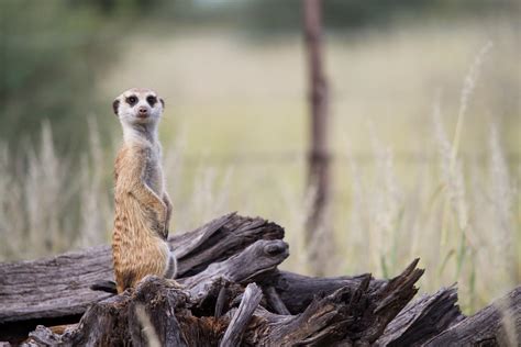 When It Comes To A Meerkats Resilience To Cl Eurekalert
