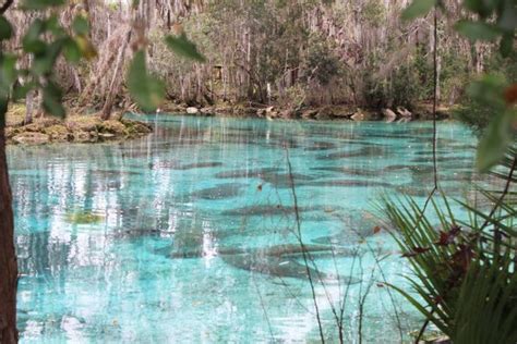 Dozens Of Manatees Seek Warm Water At Crystal River National Wildlife