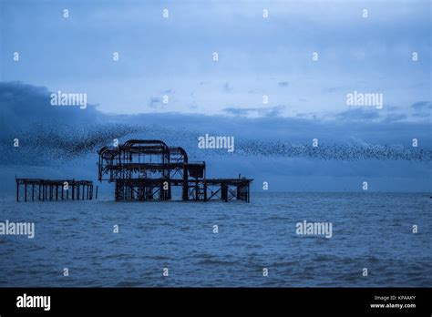 Large Flock Of Starlings Congregating At West Pier Brighton Uk Stock