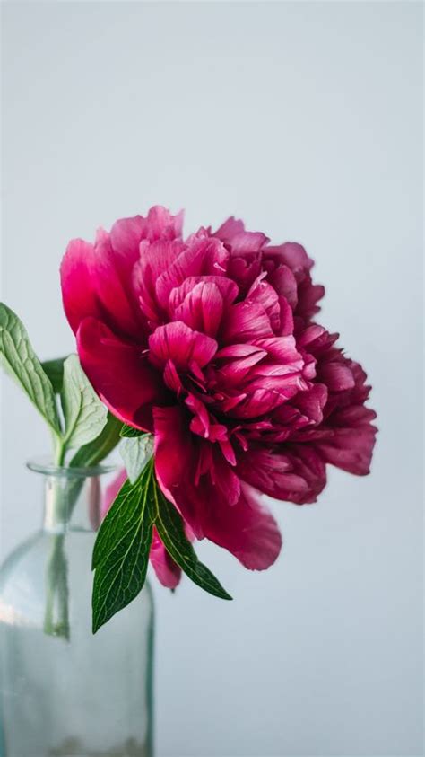 Download Wallpaper 2160x3840 Peony Flower Pink Vase Glass Samsung