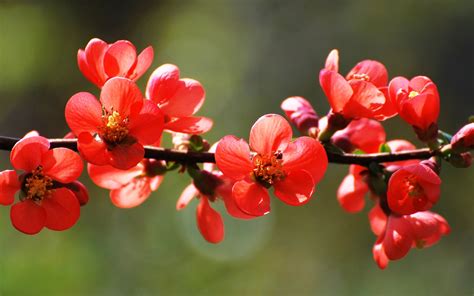 Red Spring Blossoms Wallpaper Nature And Landscape Wallpaper Better