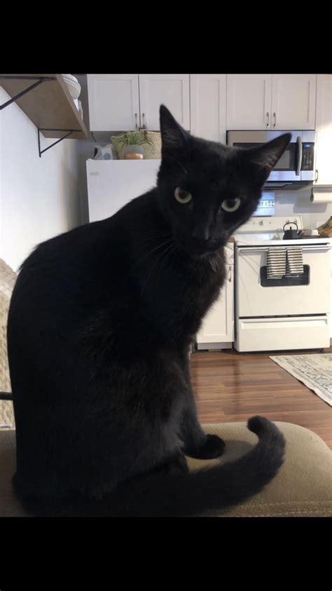 This search is used to find lost and found pets, and will return pet information for microchips registered with petlink. LOST CAT in VISTA CA - My cat Mowgli went missing on 11/5 ...