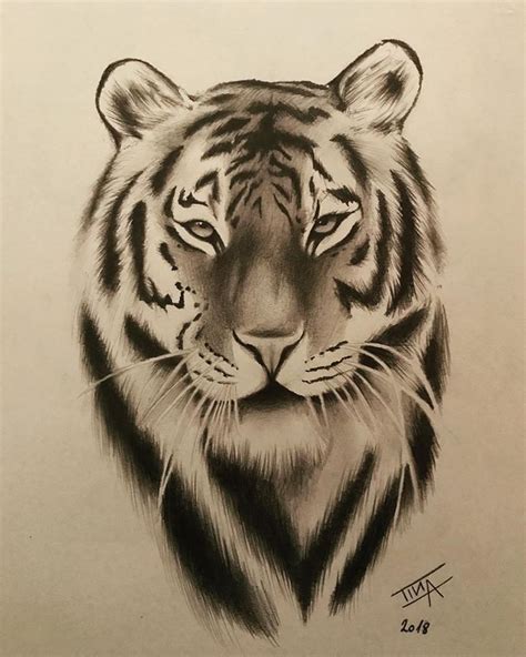 Tiger Art Drawing Tiger Sketch Tiger Artwork Art Drawings Sketches