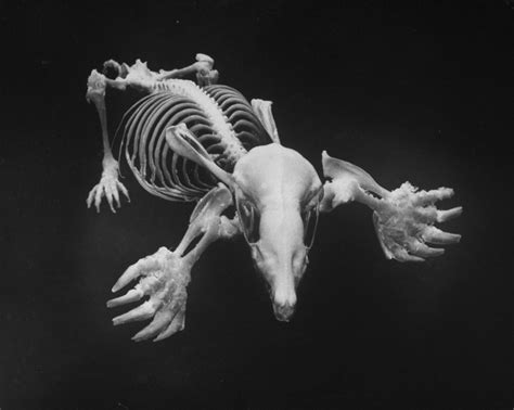 Lovely Bones Photographs Of Animal Fish And Bird Skeletons