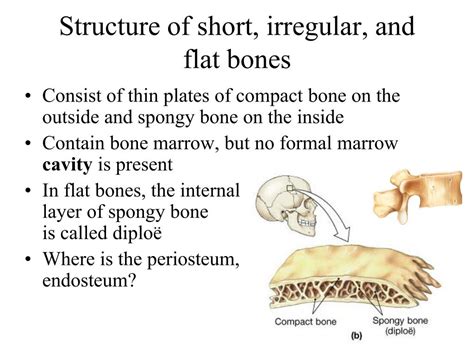 Long Short Flat Irregular Bones