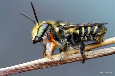 Pin On Bees