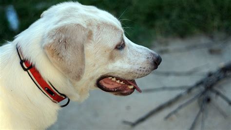 Great Pyrenees Lab Mix A Complete Guide To The Pyrador Yakaranda