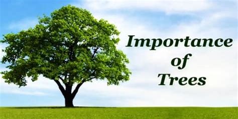 Importance of Trees - Assignment Point