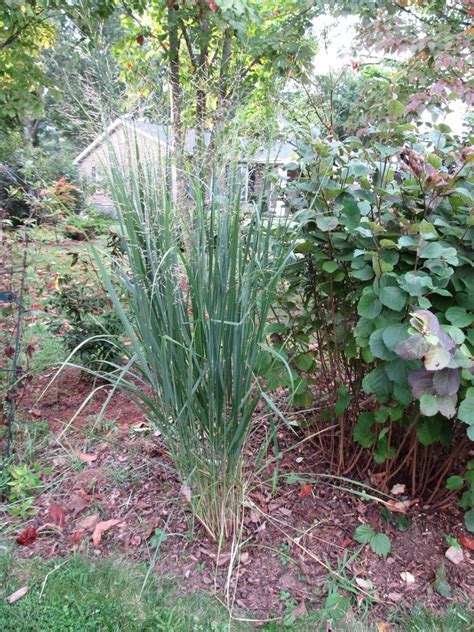 2014 Perennial Plant Of The Year ‘northwind Switchgrass What Grows