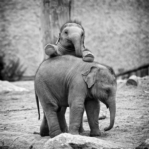 20 Baby Elephants That Will Instantly Make You Smile