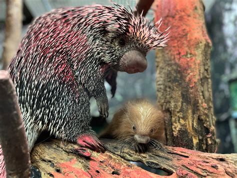 Meet The Adorable New Baby Porcupine At The National Zoo Washingtonian