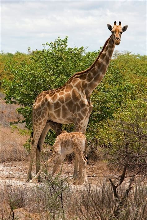 New Giraffe Mother And Baby Picture Decor And Design Ideas In Hd Images