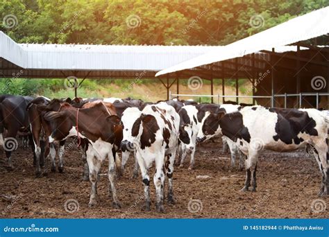 Agriculture Industry Farming And Animal Husbandry Herd Of Cows On Farm