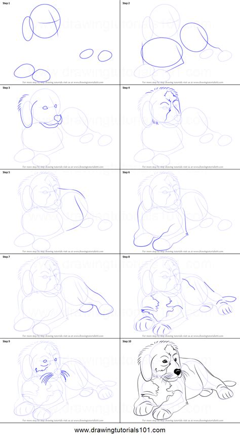 How To Draw A Bernese Mountain Dog Printable Step By Step