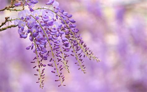 Save with 6 wisteria offers. Free Wisteria Wallpaper for Computer - WallpaperSafari