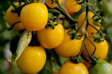 17 Yellow And Orange Tomato Varieties To Grow Uk