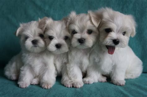 Adopting a pet from foster. Teacup Maltese Puppies Available For Adoption Offer €300