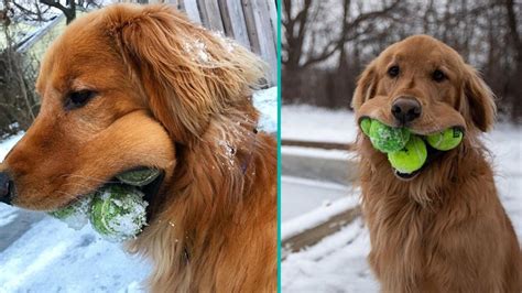 Dog Breaks Incredible Record By Fitting Six Tennis Balls In His Mouth