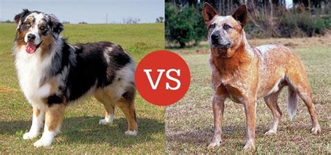 What Is The Difference Between A Red Heeler And An