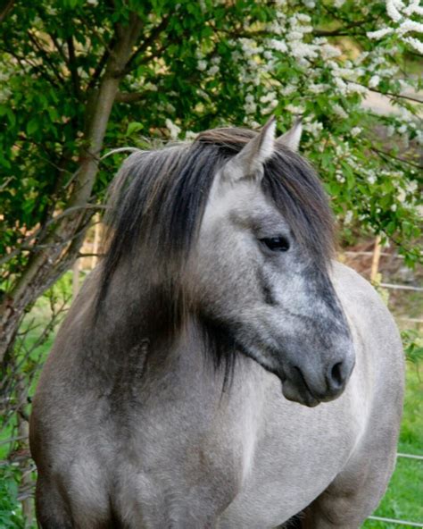 highland pony history   interesting facts  equestrian