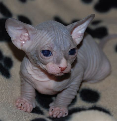 40 Amazing Hairless Sphynx Cat Pictures Tail And Fur