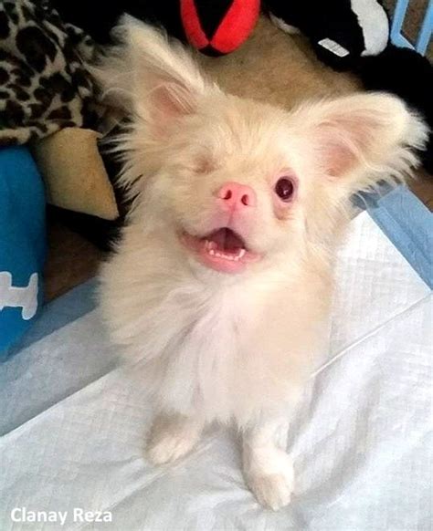 Adorable Albino Puppy Survives Against All Odds And Now Has The Shades