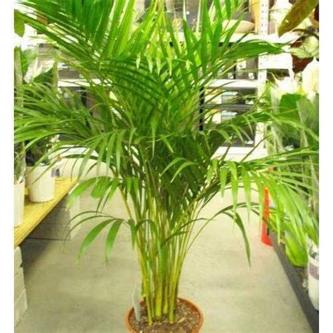 The areca palm belongs to the araceae family, also known as palmae. Areca Palm at Rs 100/set | ऐरेका पाम - Green Bharat ...