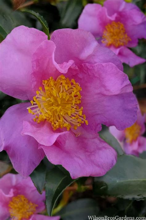 Winters Star Cold Hardy Camellia Free Shipping Wilson Bros Gardens