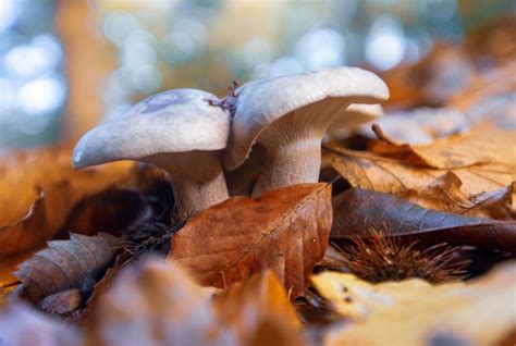 Free Photo Closeup Shot Of Mushrooms Grown In Dried Leaves In The New